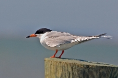 Forster's Tern 